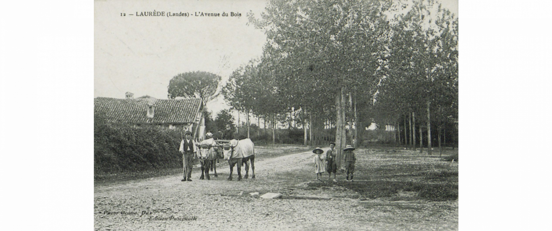 Photo en noir et blanc de l'avenue du Bois. On y voit une charrette tirée par deux boeufs, guidée par un jeune garçon. A côté de la charrette posent trois enfants.